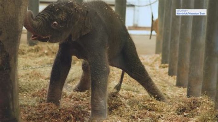 How big is an elephant at birth?