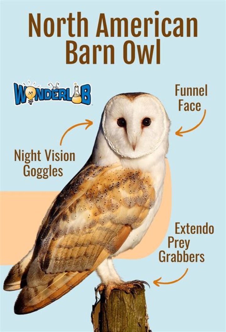How big or heavy is a barn owl?