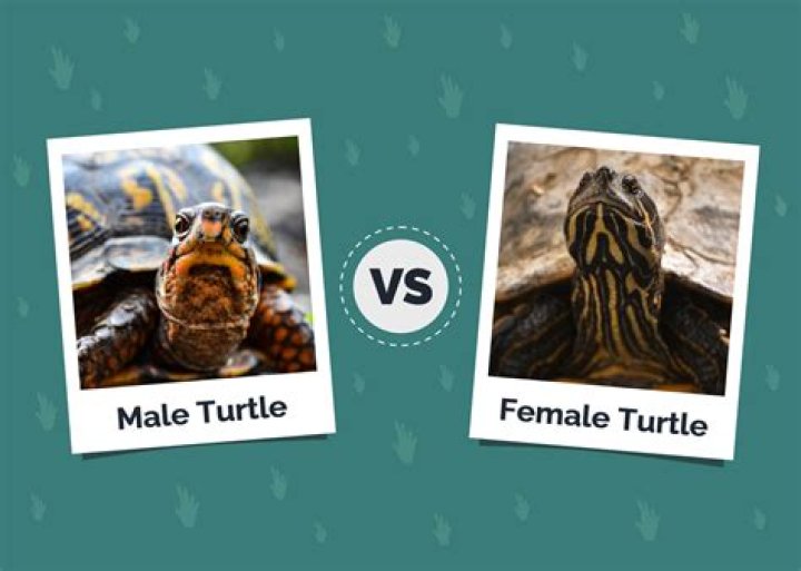 How can I find my turtle?