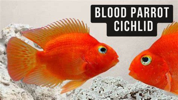 How can I improve my parrot fish color?