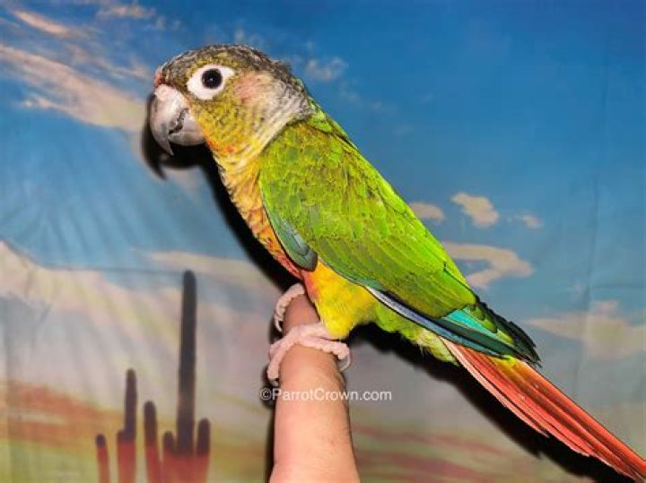 How can you tell how old a green cheek conure is?