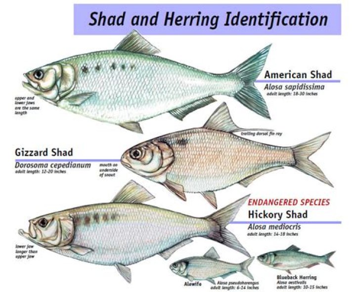 How can you tell the difference between shad and herring?