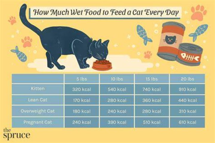 How cats eat their food?