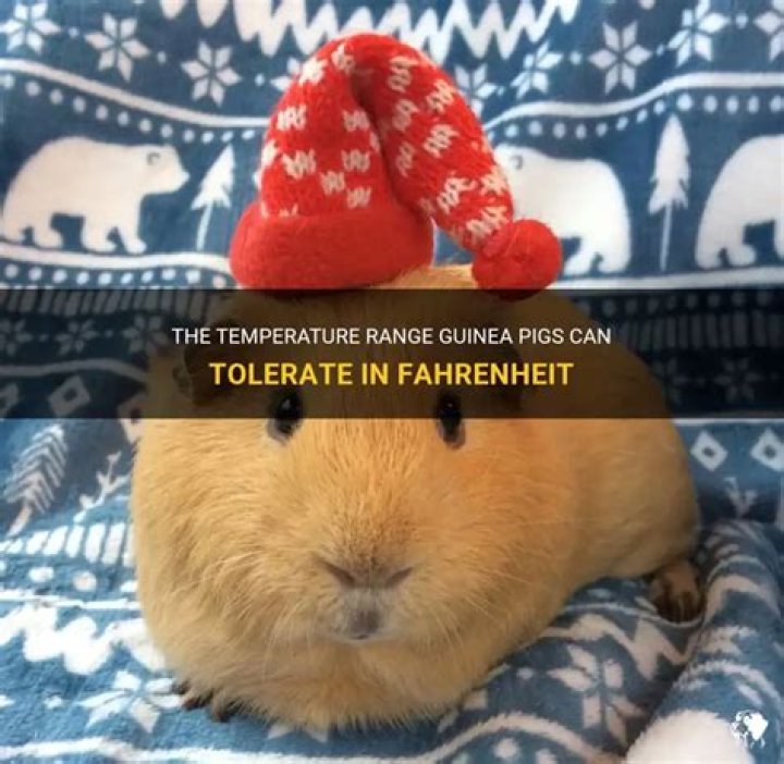 How cold can guinea pigs tolerate Fahrenheit?