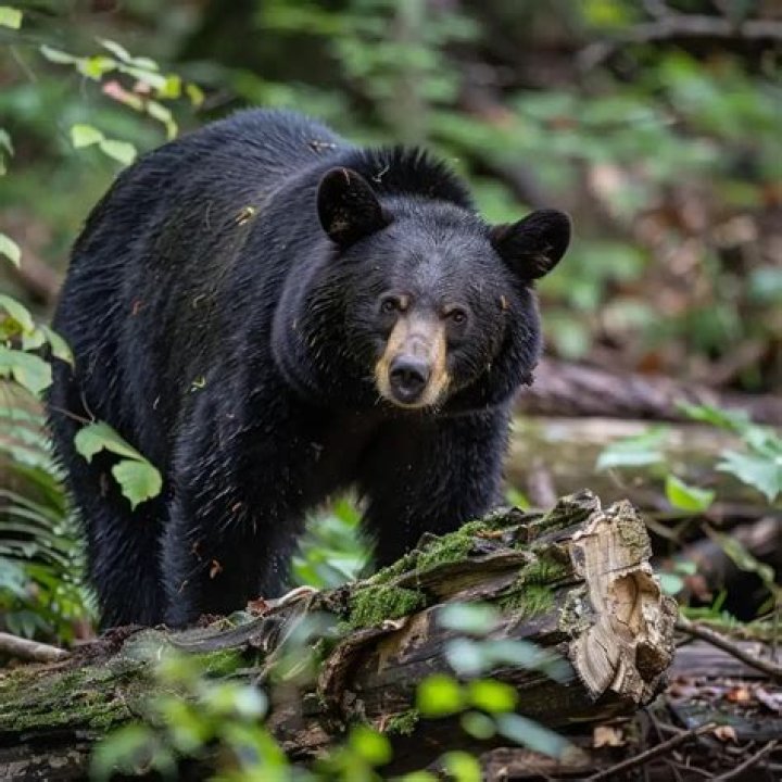 How common are bear attacks?