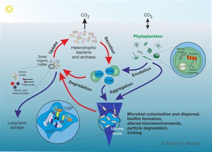 How do bacteria use carbon?
