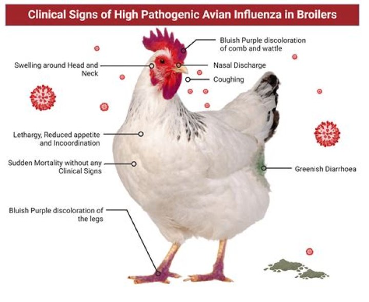 How do chickens get pneumonia?