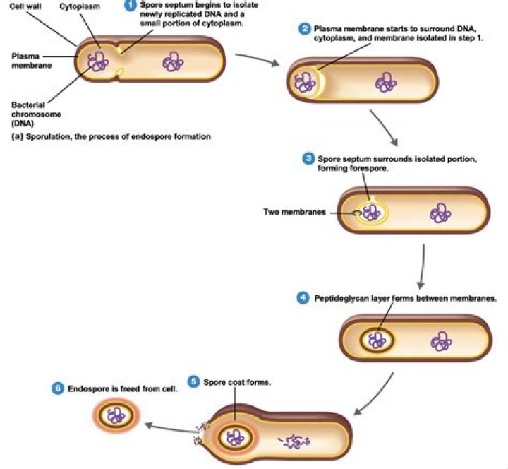 How do eukaryotic cells move?