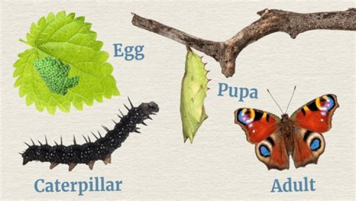 How do I attract caterpillars to my house?