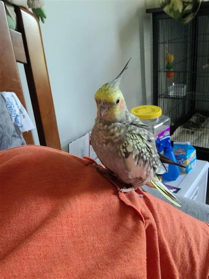 How do I get my cockatiel to eat fruit?