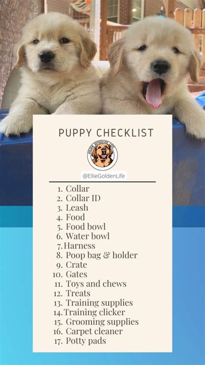 How do I get my puppy to play by himself?