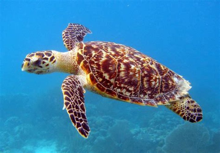 How do I get to Hawksbill?