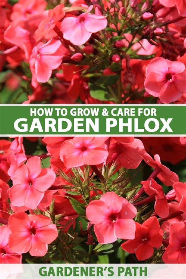 How do I identify phlox in my garden?