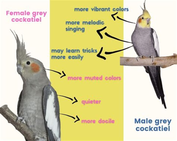 How do I know if my cockatiel is underweight?