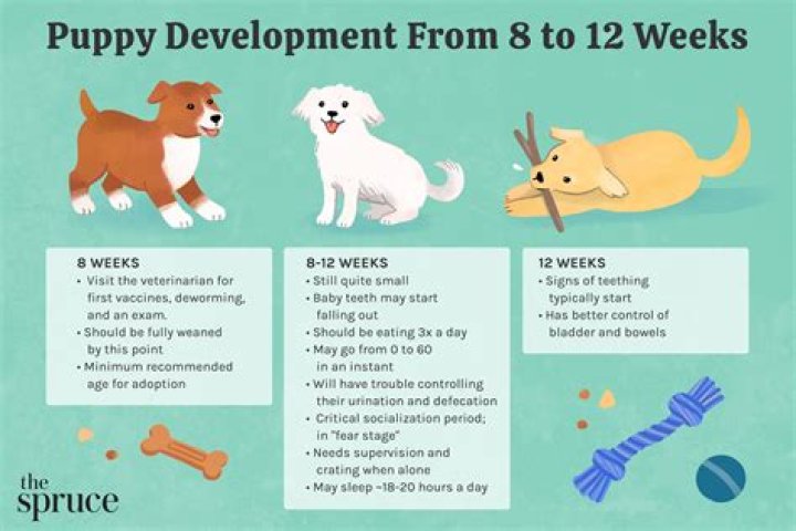 How do I know if my puppy is too fat?