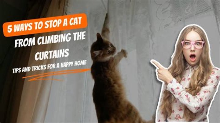 How do I stop my cat from biting my nose?
