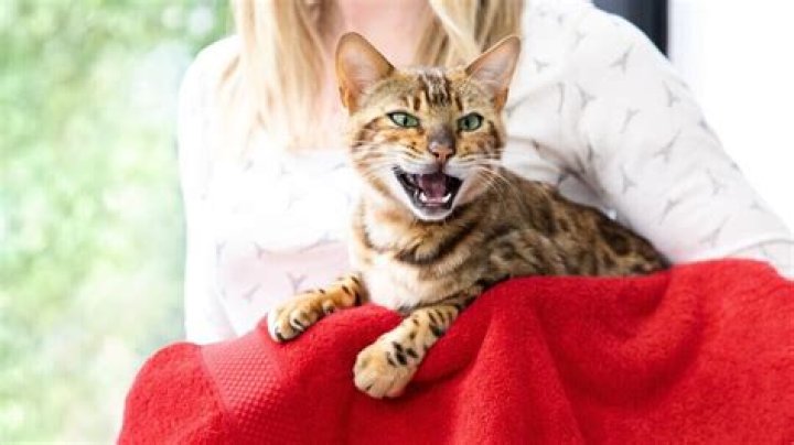 How do I stop my cat from meowing in the car?