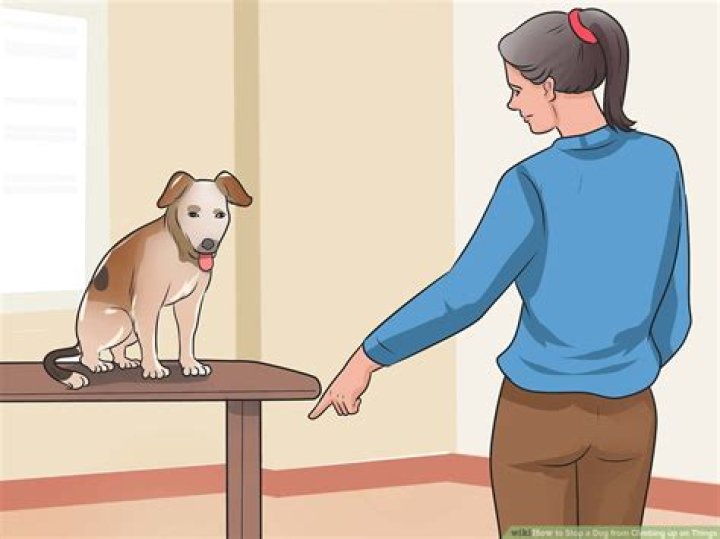 How do I stop my puppy from counter surfing?