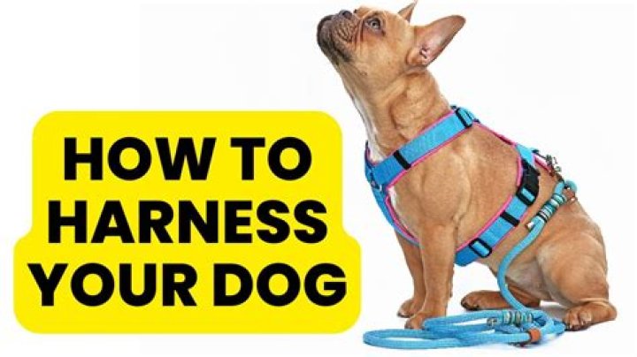 How do I train my dog to use a harness?