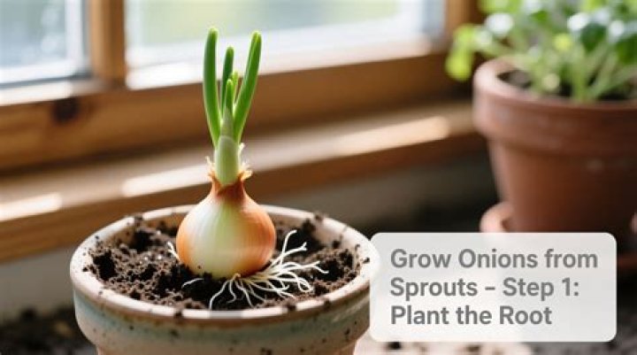 How do Maui onions grow?
