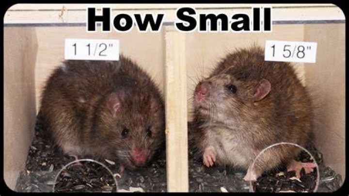 How do mice squeeze through cracks?
