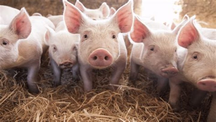 How do pigs release toxins?