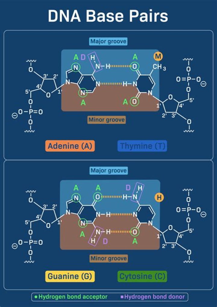How do the bases bond together a bonds with?