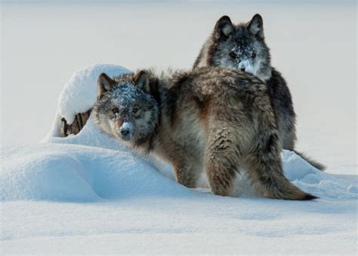 How do wolves hunt rabbits?