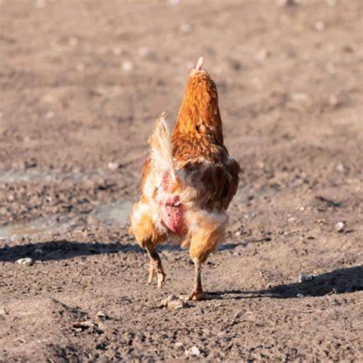 How do you dispose of a dead chicken?