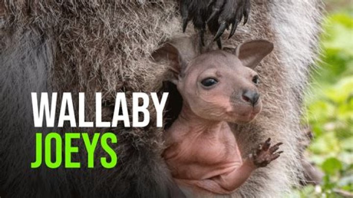 How do you feed a baby wallaby?
