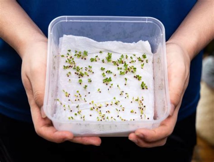 How do you germinate spinach hydroponic seeds?