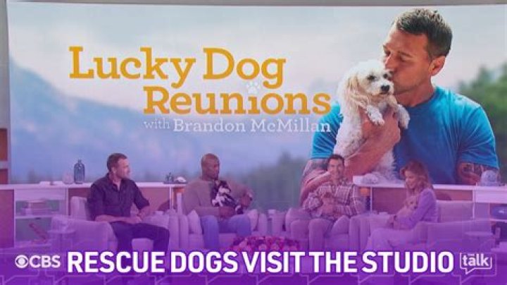 How do you get a dog from Brandon McMillan?