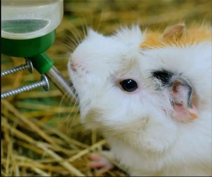 How do you get your guinea pig to drink water?