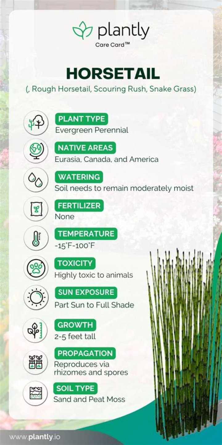 How do you grow horsetails in water?