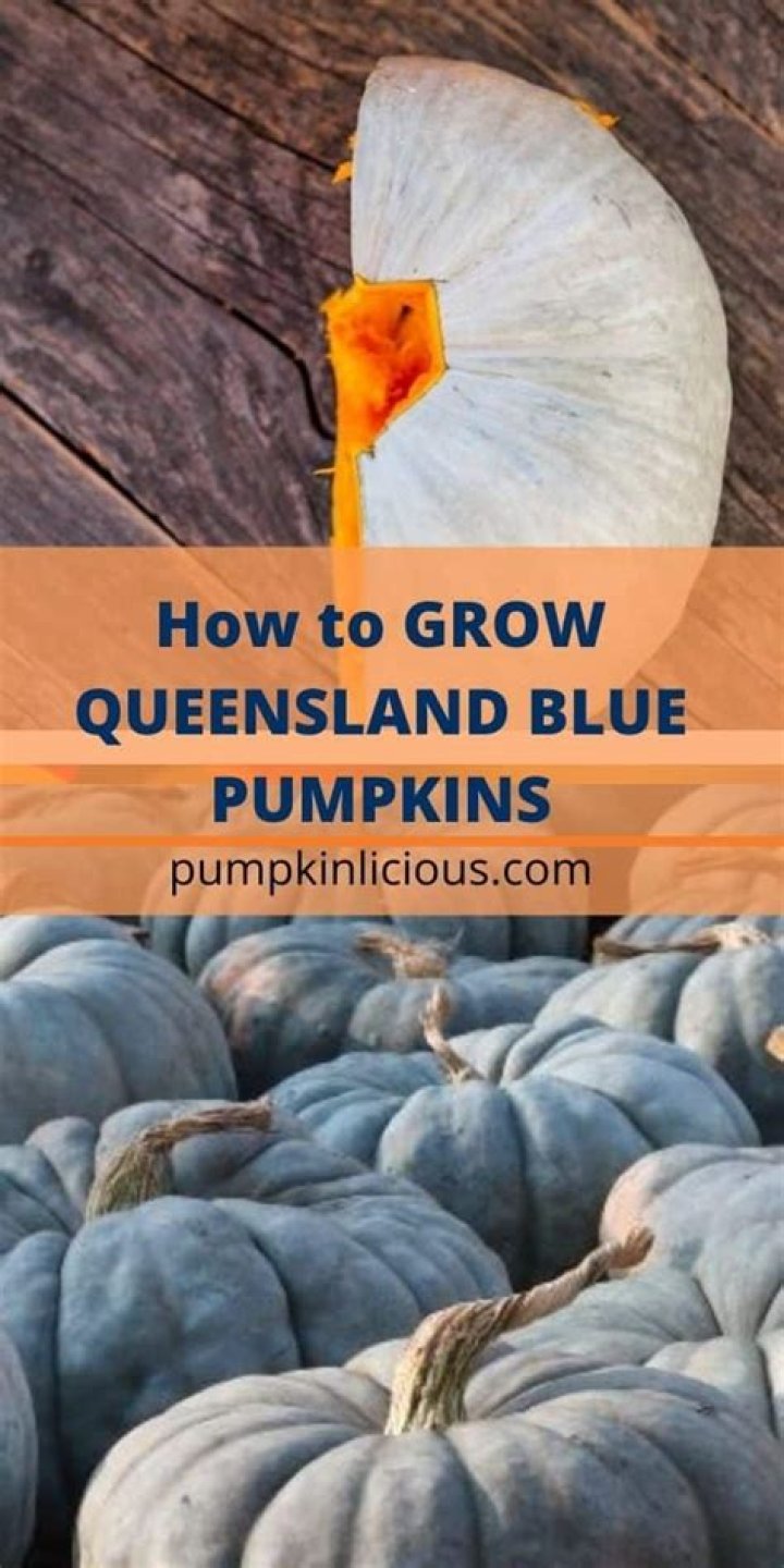 How do you grow Queensland Blue pumpkins?