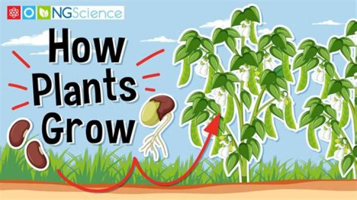 How do you grow tangerine dreams?