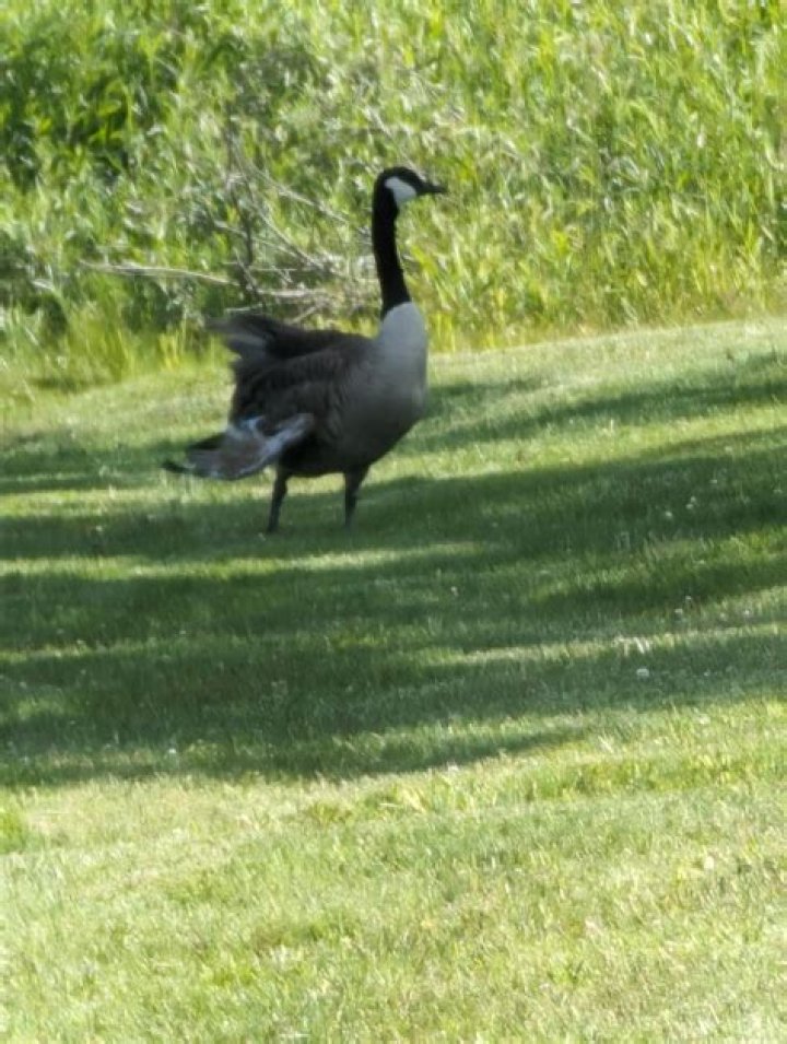 How do you help an injured goose?