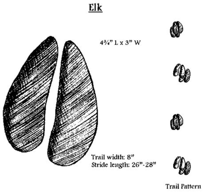 How do you identify elk tracks?