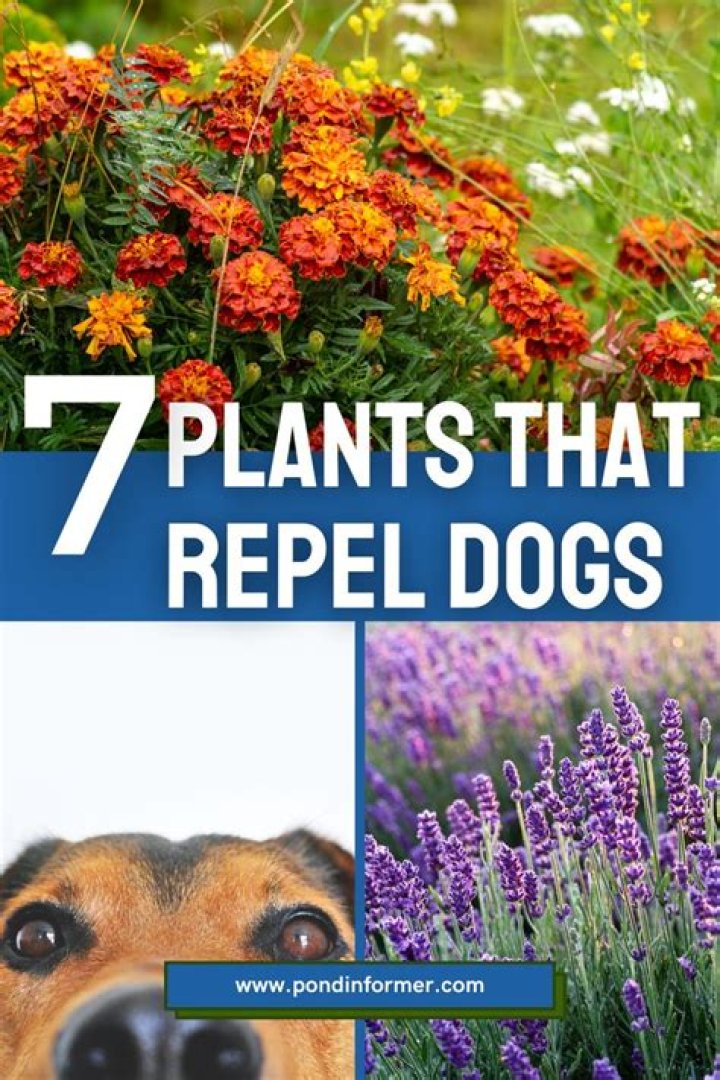 How do you keep dogs out of outdoor plants?