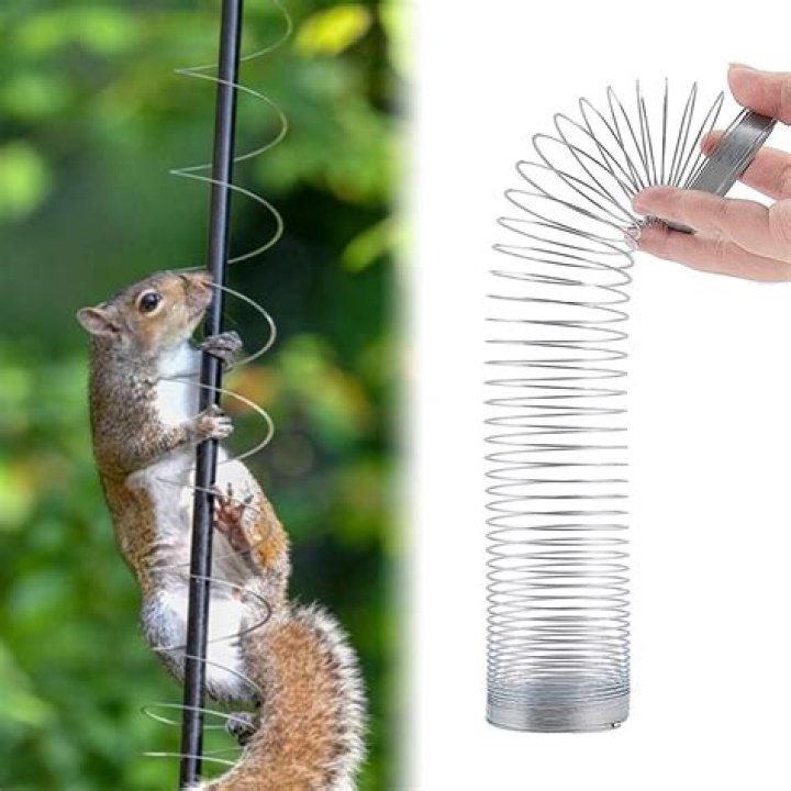 How do you keep squirrels from chewing on wires?
