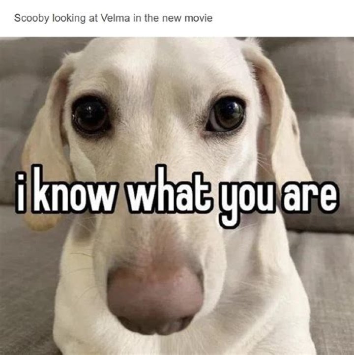 How do you know if your dog is stalking you?