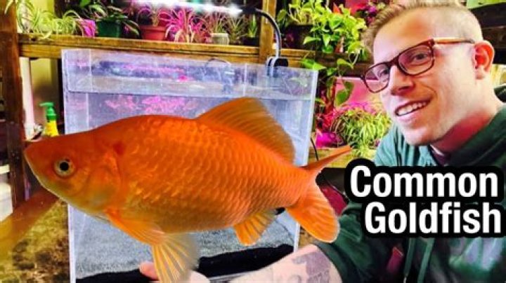 How do you know when goldfish are spawning?