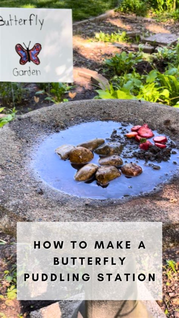 How do you make puddling area for butterflies?