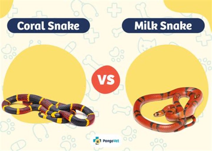 How do you milk snake venom?