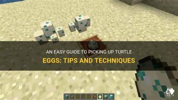 How do you pick up turtle eggs?