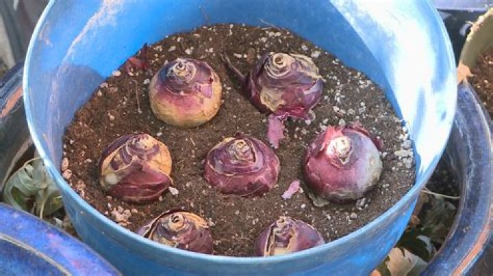 How do you plant small bulbs?