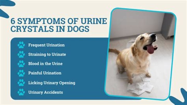 How do you prevent urate stones in dogs?