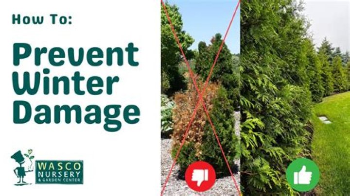 How do you protect arborvitae from heavy snow?