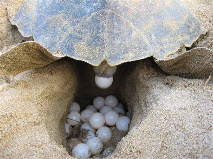 How do you protect painted turtle eggs?