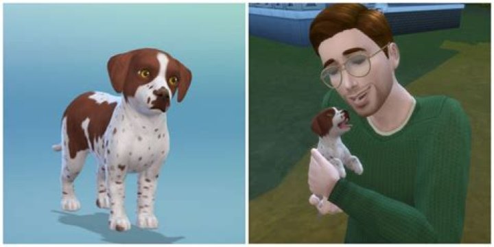 How do you sell pets on Sims 2 Open for Business?